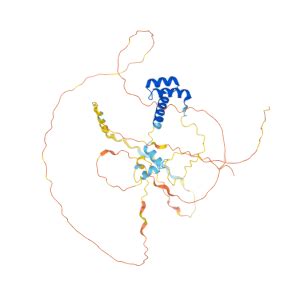 EN1 Gene - GeneCards HME1 Protein HME1 Antibody