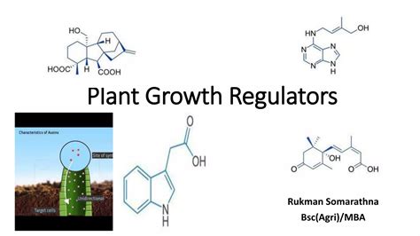 Encapsulated plant growth regulators and associative microorganisms ... - raincitystudios.com