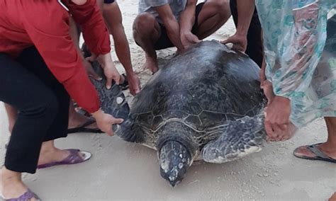 ENDANGERED SEA TURTLE RESCUED,... - iOrbitNews Online - muktibox.com