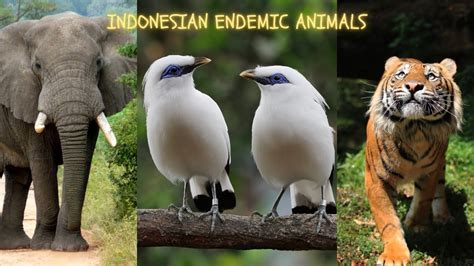 Endemic Animals of Indonesia - muktibox.com