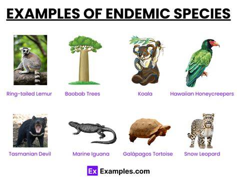 Endemic Animals of Sulawesi - raincitystudios.com