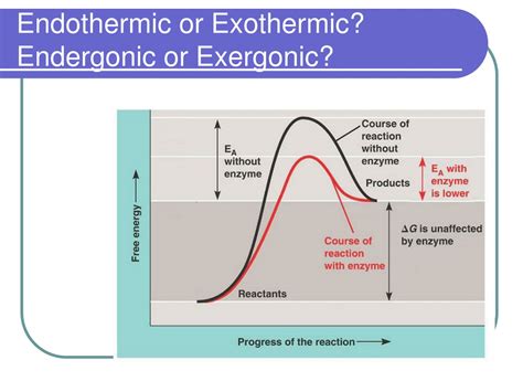 Endergonic, exergonic, exothermic, and endothermic - Khan Academy - wintechmobiles.com
