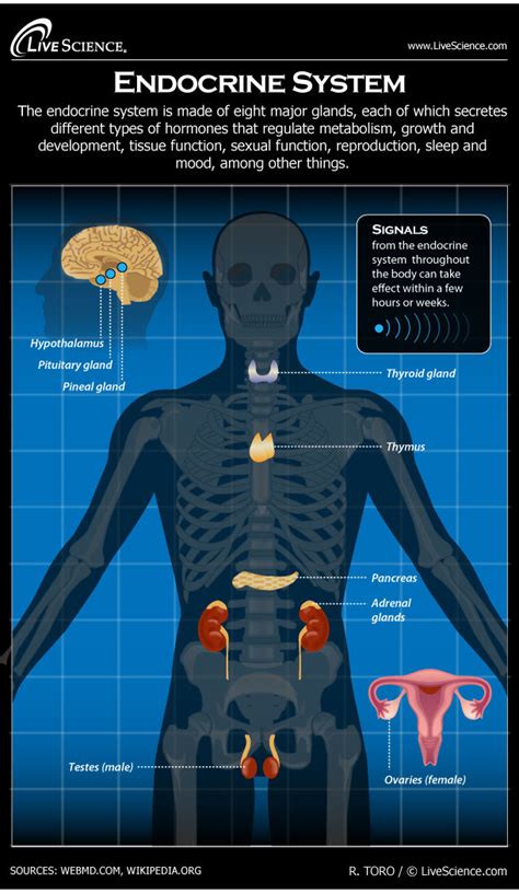 Endocrine System: Facts, Functions and Diseases | Live Science - muktibox.com