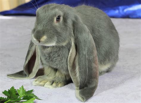 English Lop - 101 Care & Diet Guide - muktibox.com