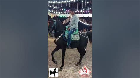 ENGLISH RIDER TRIES WESTERNhorse dancing is the best Arabian horse …