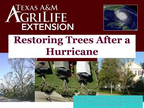 ENH 1054/EP300: Chapter 4—Restoring Trees after a Hurricane