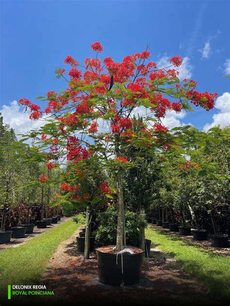 ENH387/ST228: Delonix regia: Royal Poinciana - raincitystudios.com