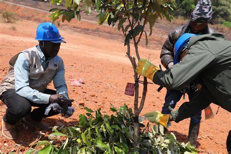 Enhancing Natural Regeneration to Restore Landscapes - raincitystudios.com