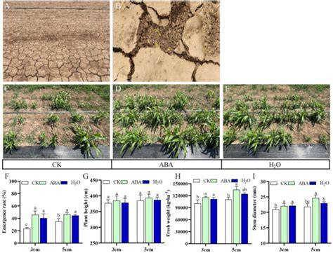 Enhancing sweet sorghum emergence and stress resilience in saline ... - raincitystudios.com