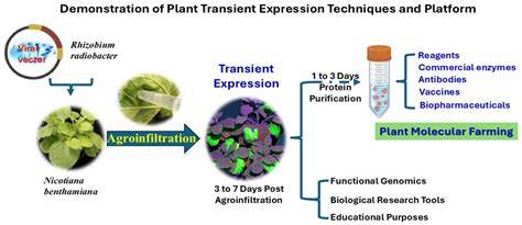 Enhancing transient gene expression in mature leaves of ... - Springer - raincitystudios.com