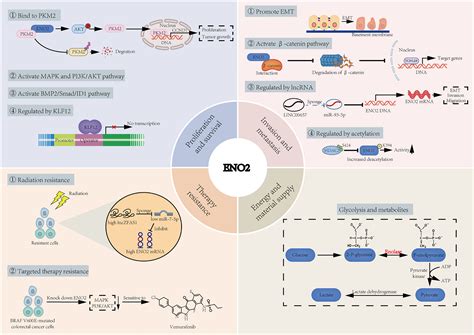 ENO1 promotes antitumor immunity by destabilizing PD-L1 in …