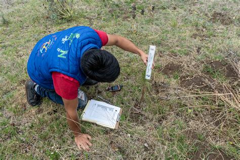 Ensuring Reforestation Success: The Crucial Role of Monitoring Tree ... - raincitystudios.com