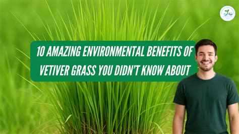 Environmental Benefits of Vetiver Grass - Vetiver Australia - raincitystudios.com