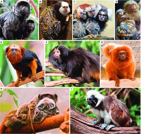Environmental Enrichment in Captive Marmosets and Tamarins - raincitystudios.com