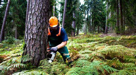Environmentally Friendly Logging Operations - Sapele … - raincitystudios.com
