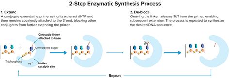 Enzymatic DNA synthesis enters new phase - Nature - wintechmobiles.com