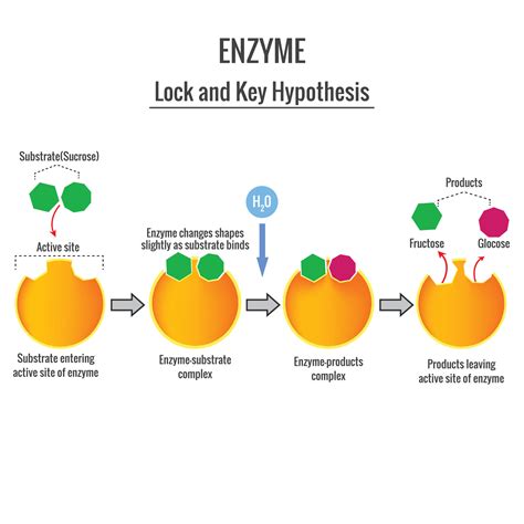 Enzyme | Definition, Mechanisms, & Nomenclature - wintechmobiles.com