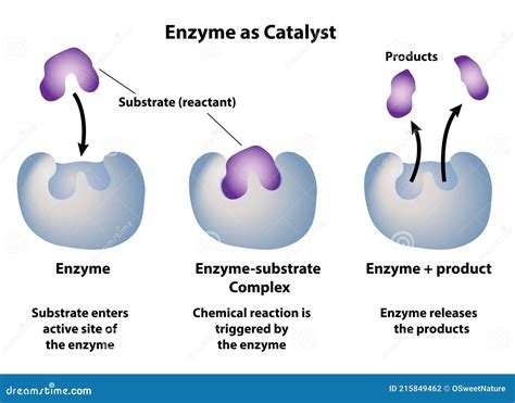 Enzyme Catalysts in Biochemical Processes and Chemical ... - Longdom - wintechmobiles.com