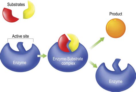 Enzyme Roles and Regulation in Cellular Metabolism - wintechmobiles.com