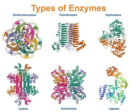 Enzymes: Types, Functions & Role in Digestion Explained - Vedantu - wintechmobiles.com