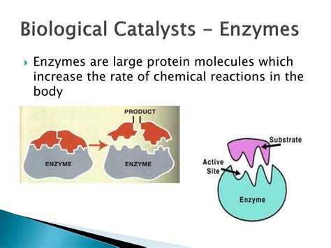 Enzymes: Vital Catalysts for Digestion & Beyond - wintechmobiles.com