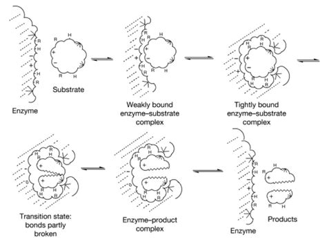 Enzymes and Catalysis - Chemistry LibreTexts - wintechmobiles.com