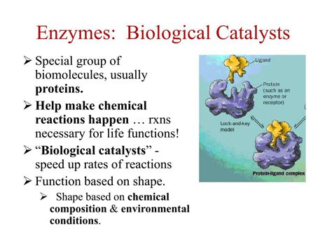 Enzymes as Biological Catalysts - wintechmobiles.com