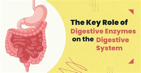 Enzymes in the Digestive System | Importance, Role & List - wintechmobiles.com