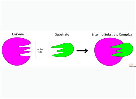 Enzymes - Chemistry LibreTexts - wintechmobiles.com