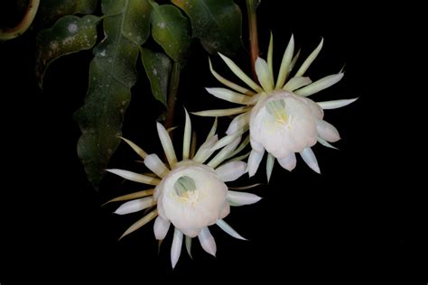 EPIPHYLLUM OXYPETALUM HAW. : A LESSER KNOWN MEDICINAL …