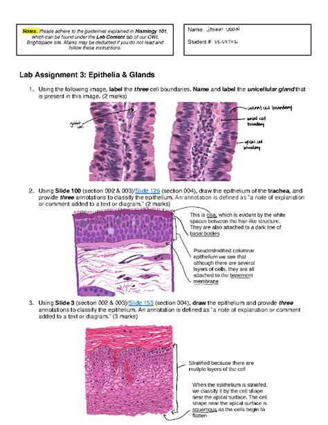 Epithelia Lab - muktibox.com