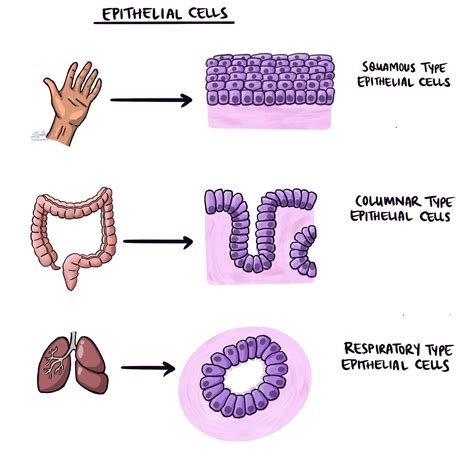 Epithelial Cells - Simple - Stratified - TeachMePhysiology - muktibox.com