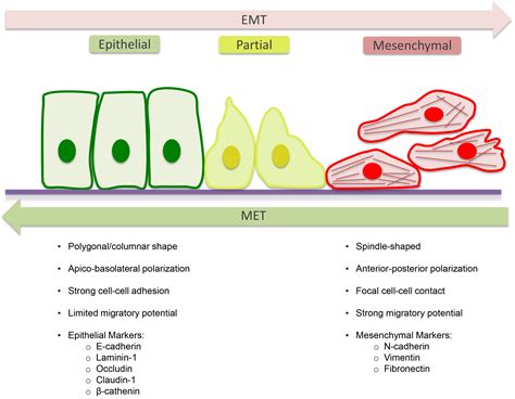 Epithelial Regeneration: Definition and Healing Process - muktibox.com