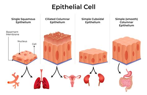 Epithelial Tissue | Epithelial cells | Classification | Histology - muktibox.com
