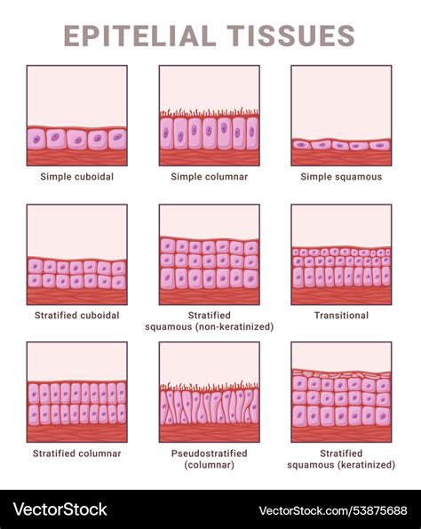 Epithelial Tissue Types Diagram - muktibox.com
