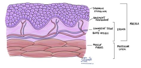 Epithelium | Histology Guide - muktibox.com