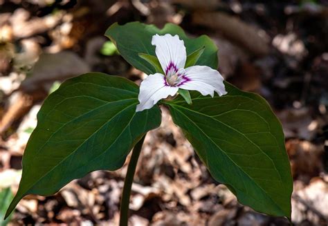 EPK paintedtrillium