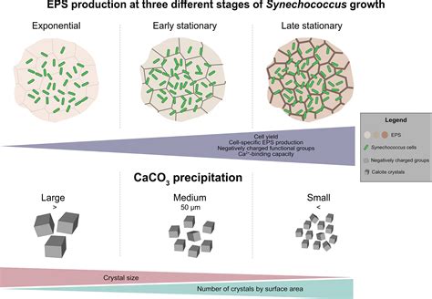 EPS PRODUCTION | Commercial Production House - muktibox.com