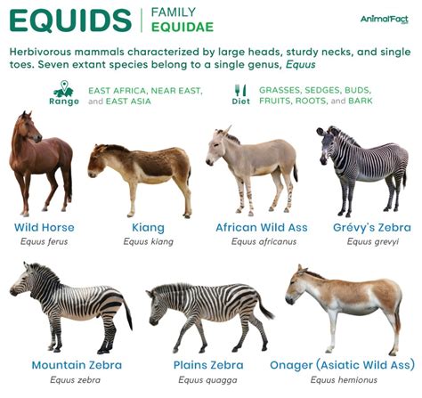 Equidae - muktibox.com