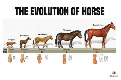 Equine Evolution - Return to Freedom - muktibox.com