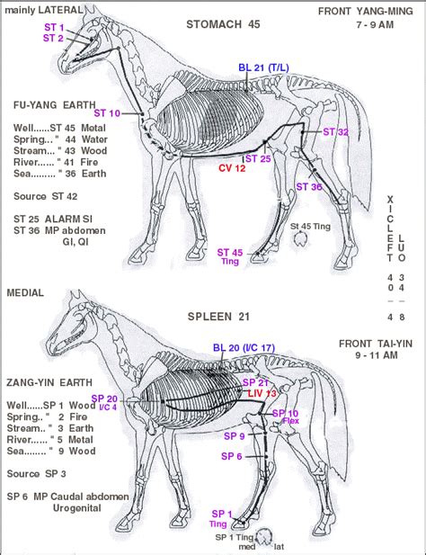 EQUINE POINTS - Eir