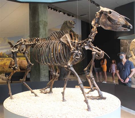 Equus - an overview | ScienceDirect Topics - muktibox.com