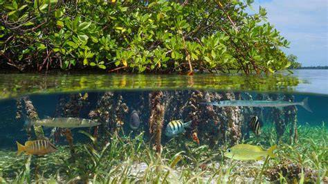 Erosi Pantai, Ekosistem Hutan Bakau dan ... - Diponegoro University - raincitystudios.com