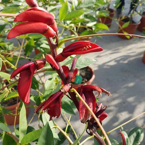 Erythrina crista-galli - PLANTAMOR - raincitystudios.com