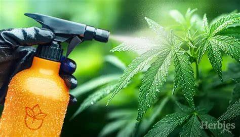 Essential Guide to Foliar Feeding Cannabis: Tips for - raincitystudios.com