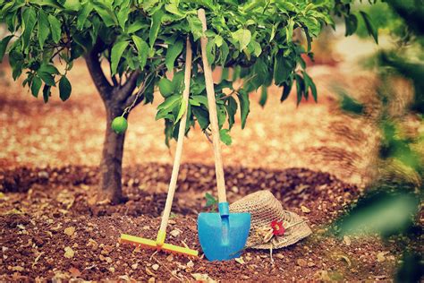 Essential Guide to Growing Your Own Backyard Orchard: Top Tips for ... - raincitystudios.com