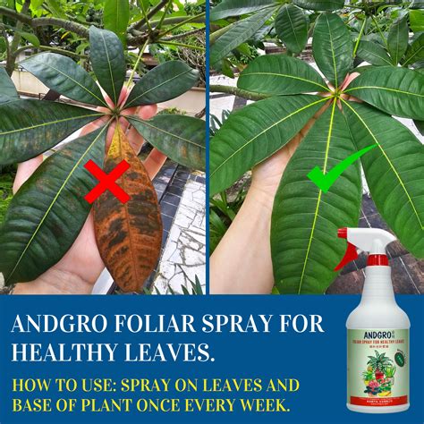 Essential Ingredients in Foliar Spray Formulations - Live to Plant - raincitystudios.com