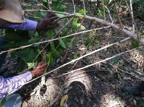 Essential Pruning Techniques for Coffee Trees - raincitystudios.com