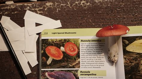 Essential Tips for Mushroom Foraging | Unlock … - raincitystudios.com