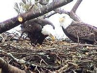 Essential Wildlife Habit: Endangered & Threatened … - wintechmobiles.com